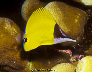 Portrait of a rare  Longnose Batteflyfish ( Forciper long... by Alberto Romeo 